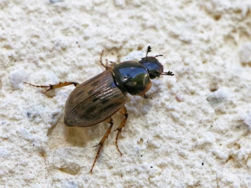 Nimbus contaminatus