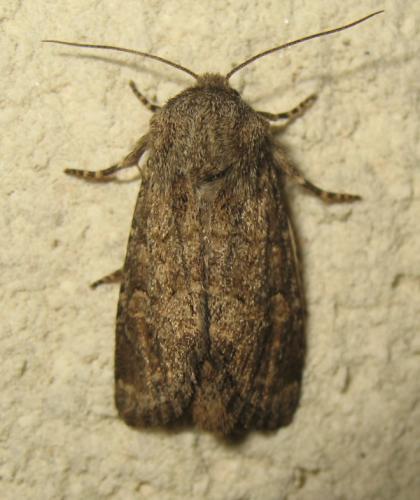 Réf. 173 390 : Luperina testacea