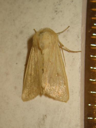 Mythimna vitellina