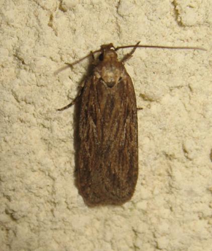 Depressaria sp.