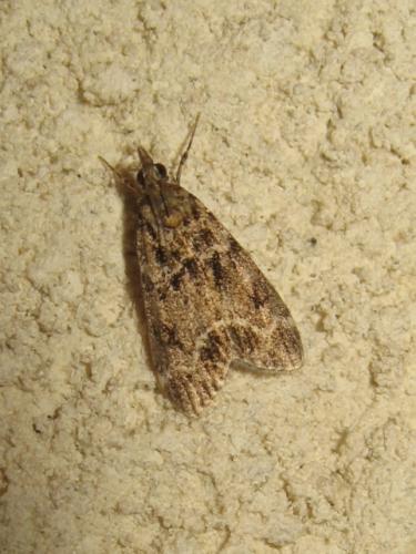 Eudonia mercurella