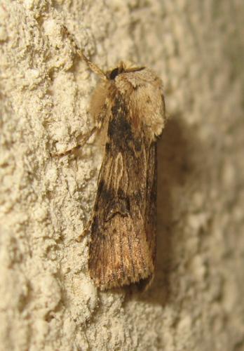 Réf. 173 678 : Agrotis puta