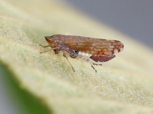 Fieberiella florii