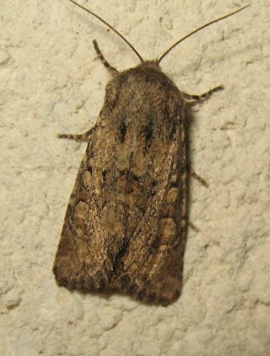 Réf. 173 593 : Luperina testacea