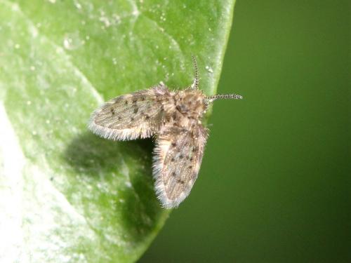 Réf. 173 476 : Paramormia ustulata