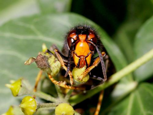 Vespa velutina