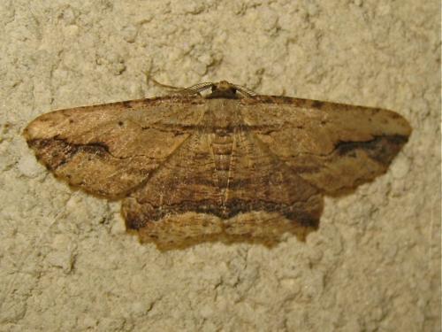 Menophra abruptaria