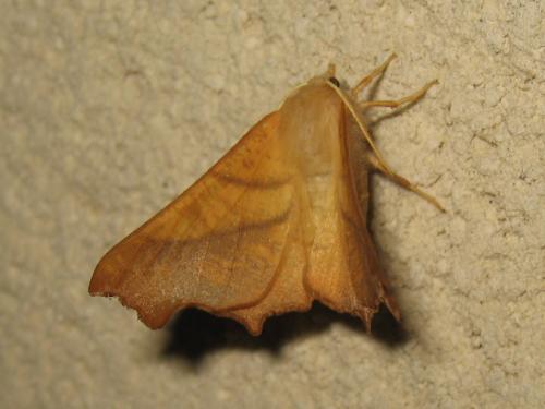 Ennomos fuscantaria