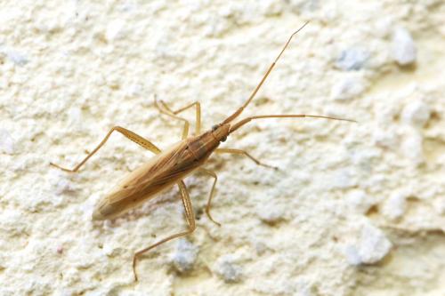 Stenodema laevigata