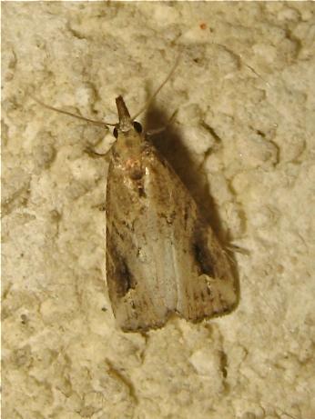 Schrankia costaestrigalis