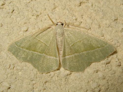 Campaea margaritaria