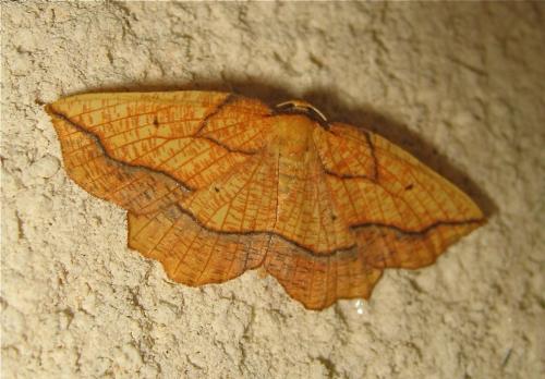 Epione repandaria
