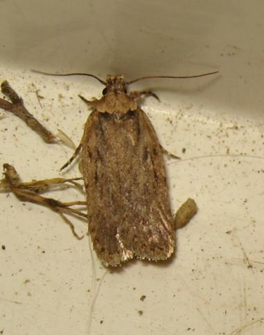 Depressaria sp.
