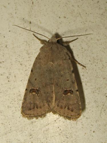 Caradrina kadenii