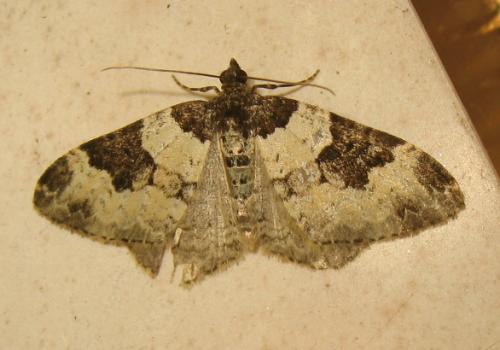 Xanthorhoe fluctuata