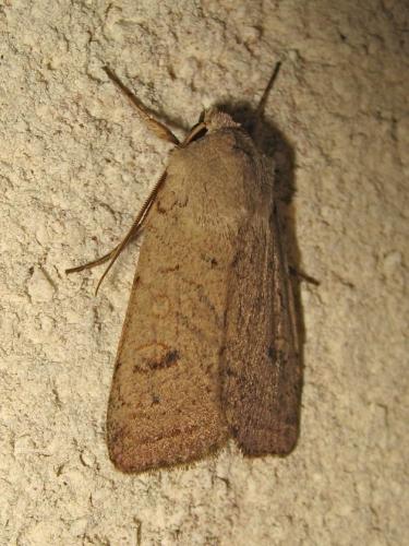 Xestia castanea