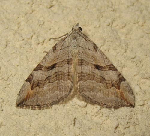 Réf. 173 594 : Aplocera sp.