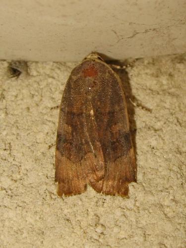 Noctua sp.