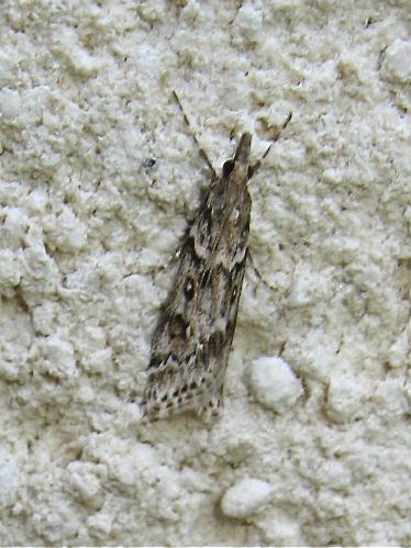 Réf. 173 749 : Eudonia angustea