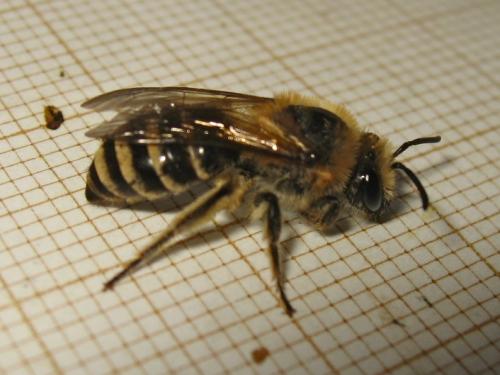 Colletes sp.