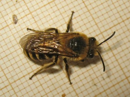 Colletes sp.