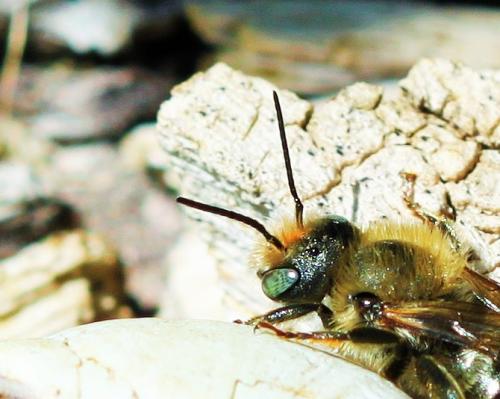 Osmia rufohirta