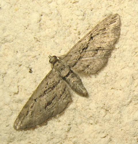 Réf. 173 834 : Eupithecia phoeniceata