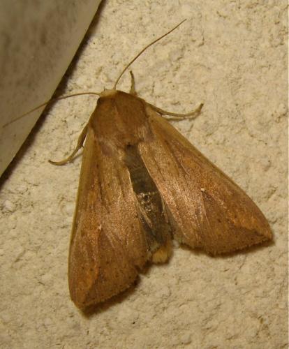 Mythimna unipuncta