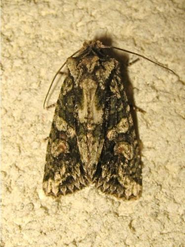 Dryobotodes eremita