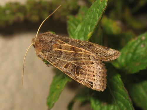Réf. 173 923 : Agrochola lunosa