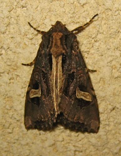 Réf. 173 924 : Trigonophora flammea