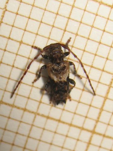 Réf. 173 985 : Pogonocherus hispidus