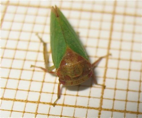 Iassus lanio