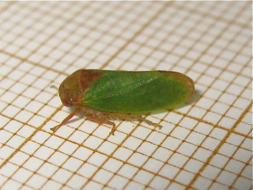 Iassus lanio