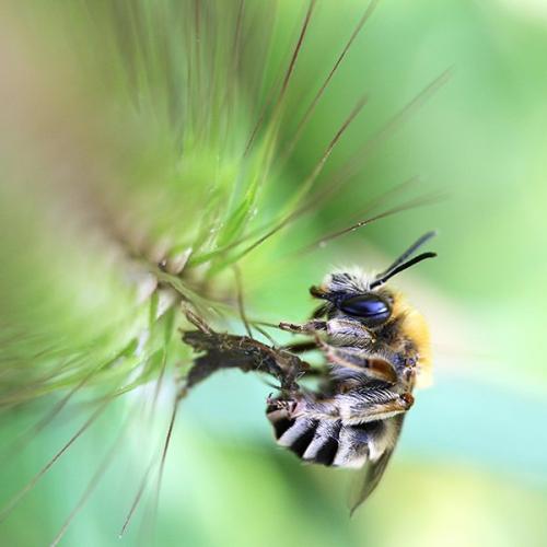 Eucera sp.