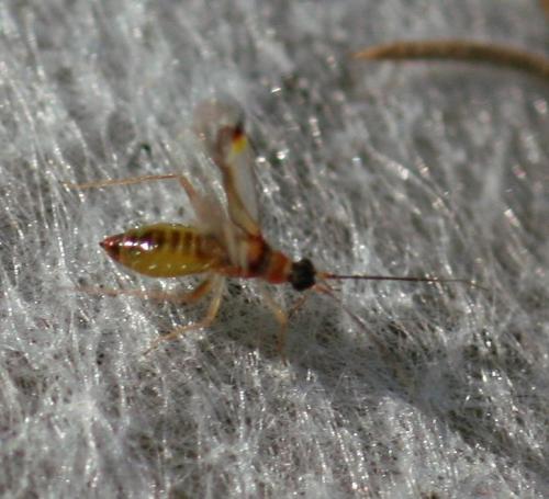 Campyloneura virgula