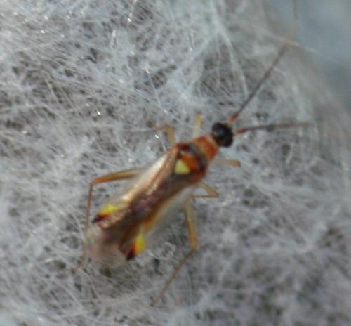 Campyloneura virgula