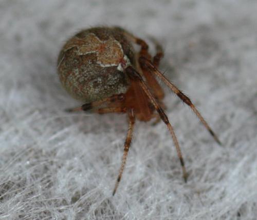 Theridion pinastri