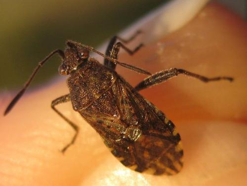 Stictopleurus punctatonervosus
