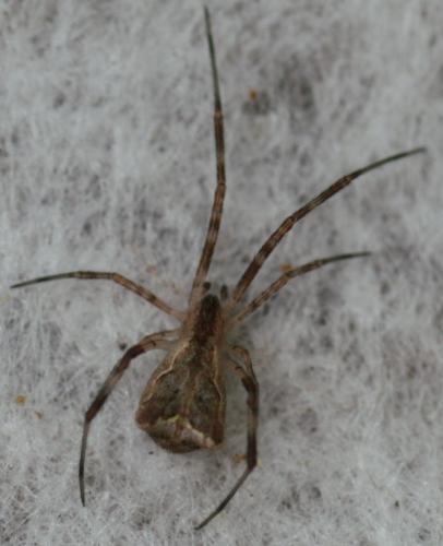 Réf. 173 696 : Episinus sp.