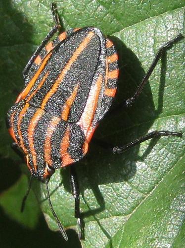 Graphosoma italicum