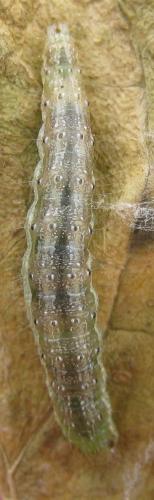 Réf. 173 502 : Evergestis limbata