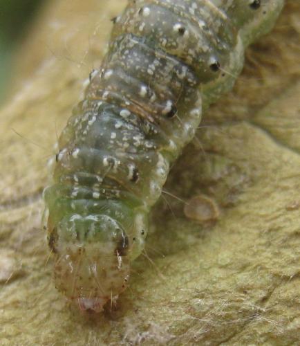 Réf. 173 500 : Evergestis limbata