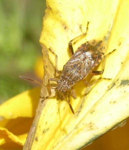 Réf. 173 464 : Stictopleurus sp.