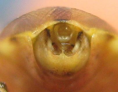 Réf. 173 462 : Stictopleurus sp.