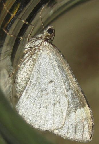 Réf. 173 800 : Dysstroma truncata