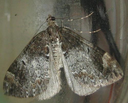 Réf. 173 801 : Dysstroma truncata