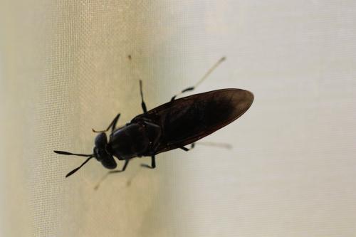Hermetia illucens
