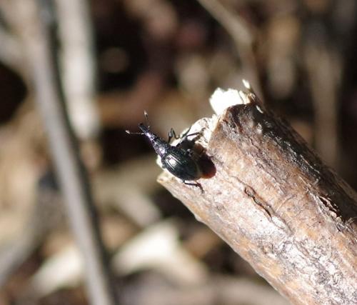 Aspidapion sp.