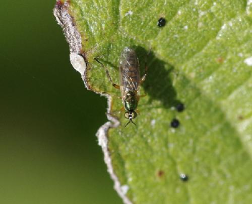 Réf. 173 832 : Chorisops sp.